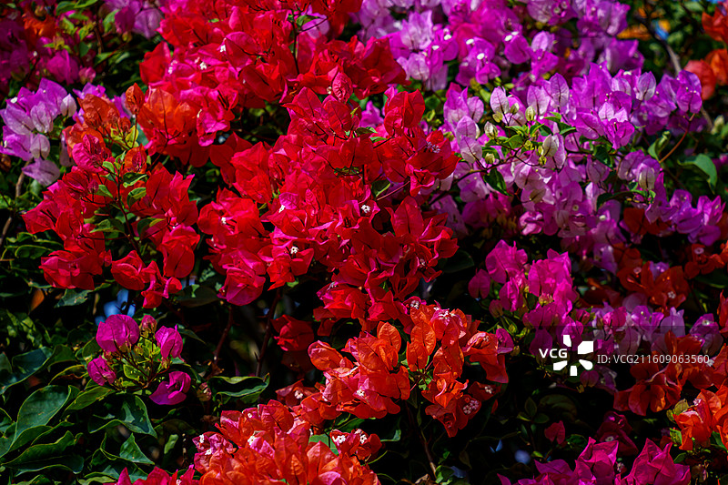 红色橙色混杂的三角梅图片素材