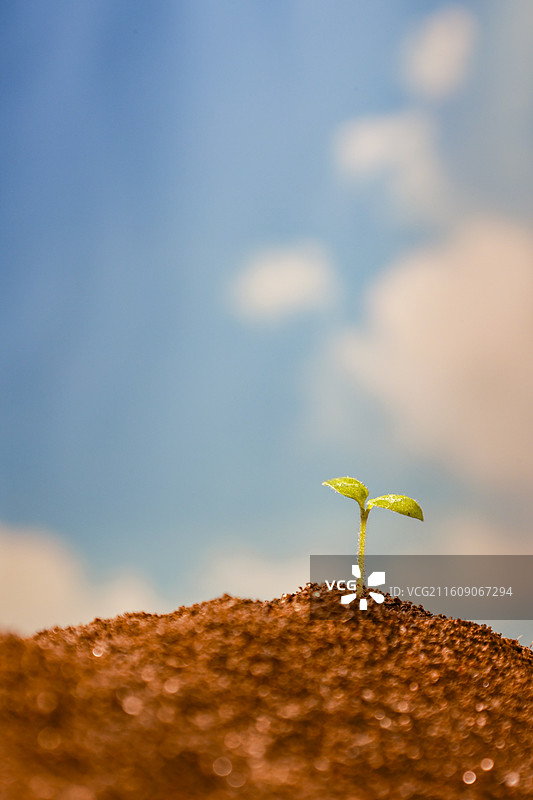 春天从土壤中长出的种子绿芽嫩芽破土生长图片素材
