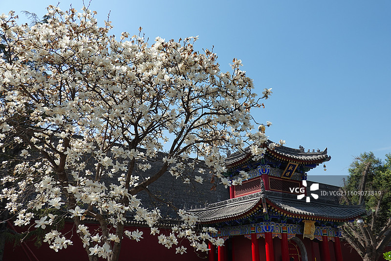 陕西省西安市莲湖区玉祥门广仁寺喇嘛庙：鼓楼白玉兰花开和城墙图片素材