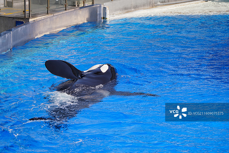 上海海昌海洋公园 虎鲸图片素材