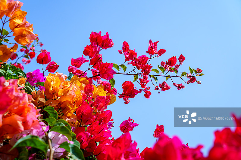 红色橙色混杂的三角梅图片素材