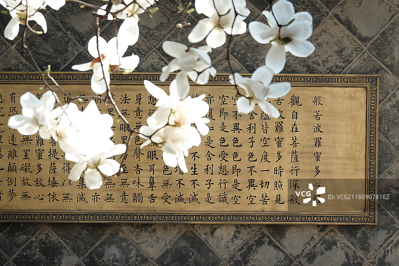 陕西省西安市碑林区柏树林卧龙禅林卧龙禅寺：白玉兰花开和般若波罗蜜多心经图片素材