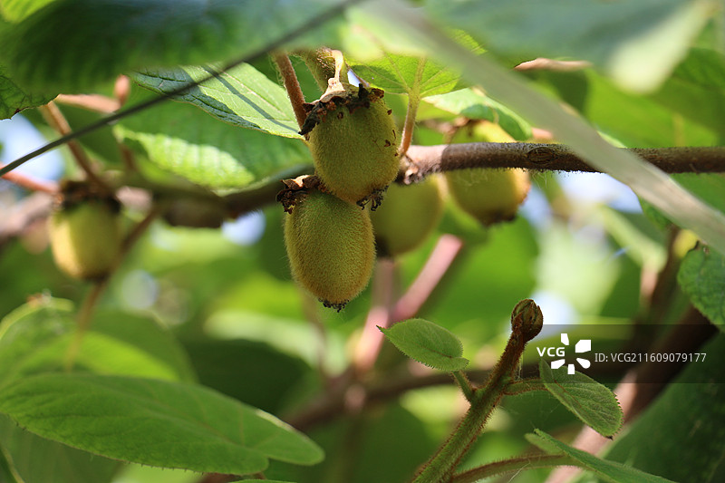 阳光照射猕猴桃图片素材