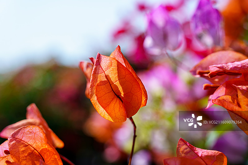 红色橙色混杂的三角梅图片素材