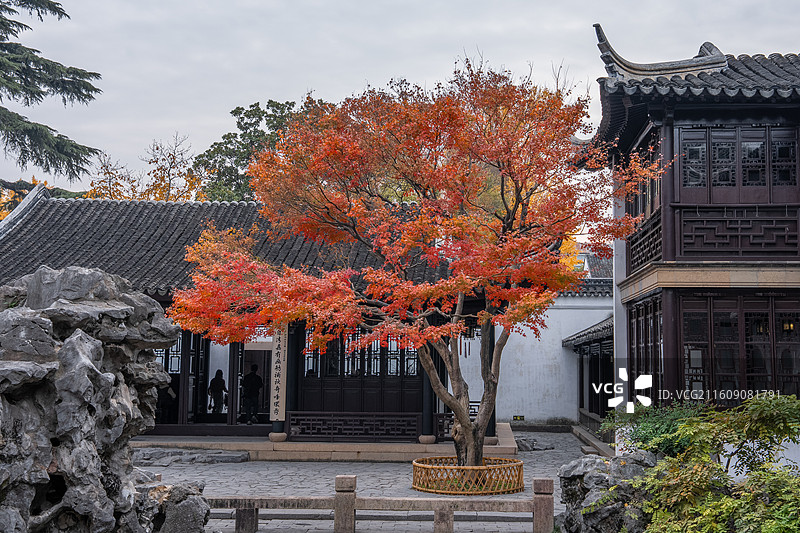 苏州园林 环秀山庄 秋景红叶 枫叶 古建筑 江南意境 中式美学 世界文化遗产图片素材
