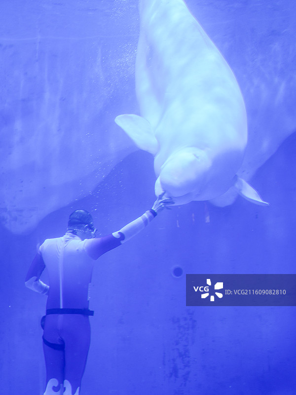 上海海昌海洋公园 白鲸 白鲸之恋图片素材