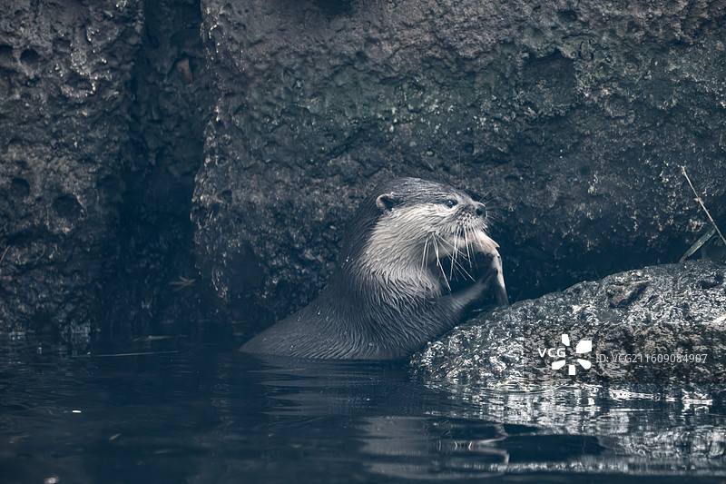 南京红山动物园小爪水獭图片素材