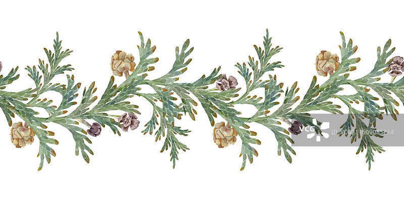 杜松侧柏常绿针叶树枝图片素材