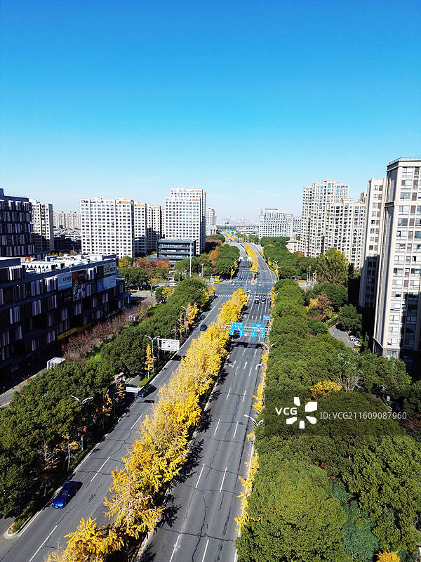 上海奉贤新城城市风光，银杏大道，望园南路图片素材