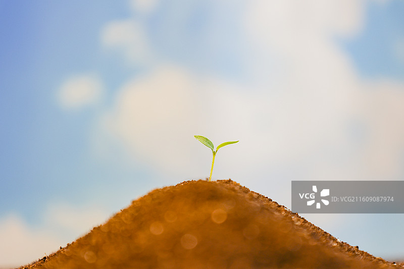 春天从土壤中长出的种子绿芽嫩芽破土生长图片素材