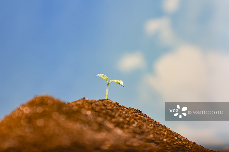 春天从土壤中长出的种子绿芽嫩芽破土生长图片素材