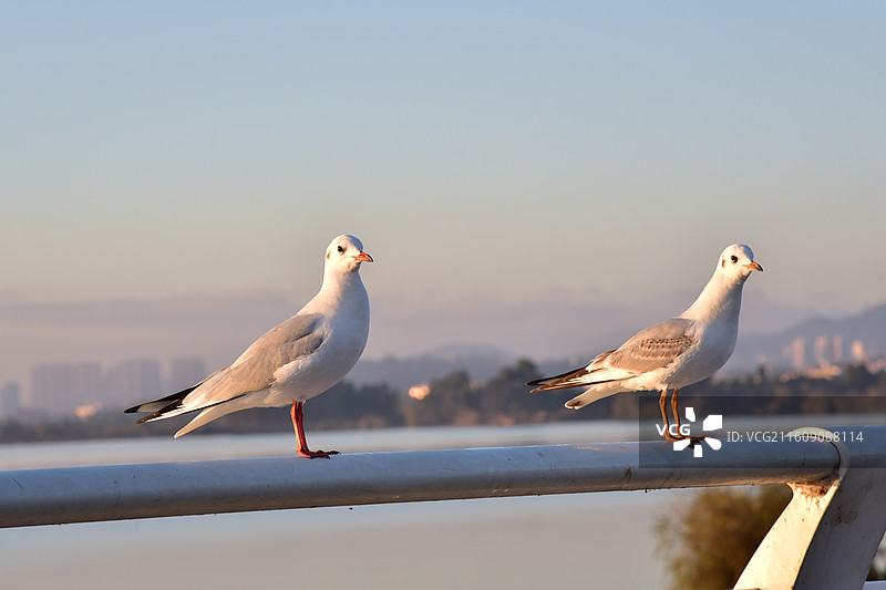 站在栏杆上的海鸥图片素材