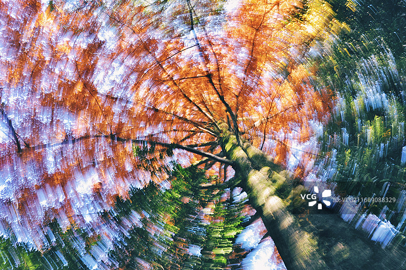 秋日树林星空图片素材