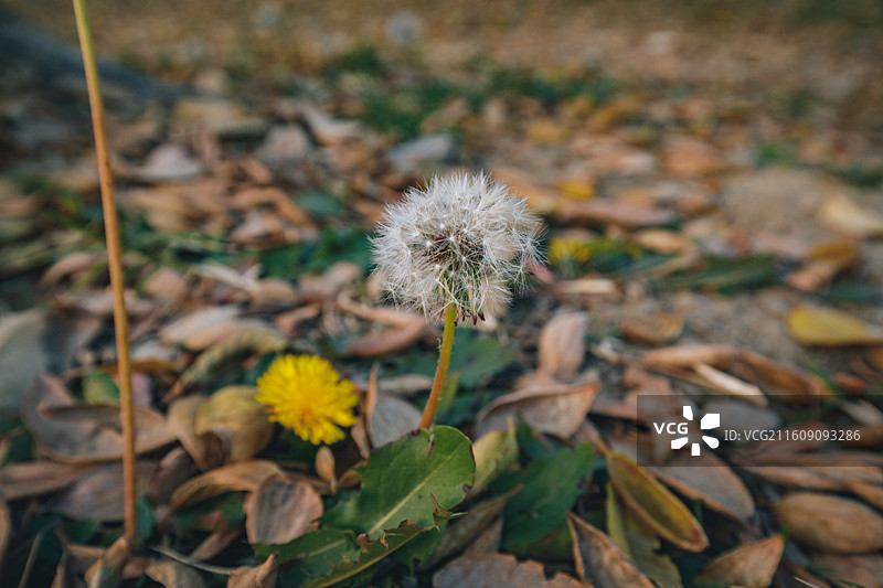 秋日蒲公英与落叶图片素材