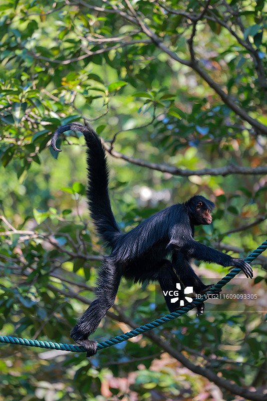 行走绳索的黑蜘蛛猴图片素材
