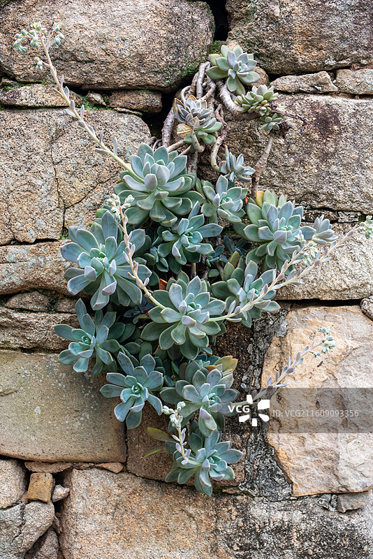 墙上长着常春藤的特写镜头图片素材