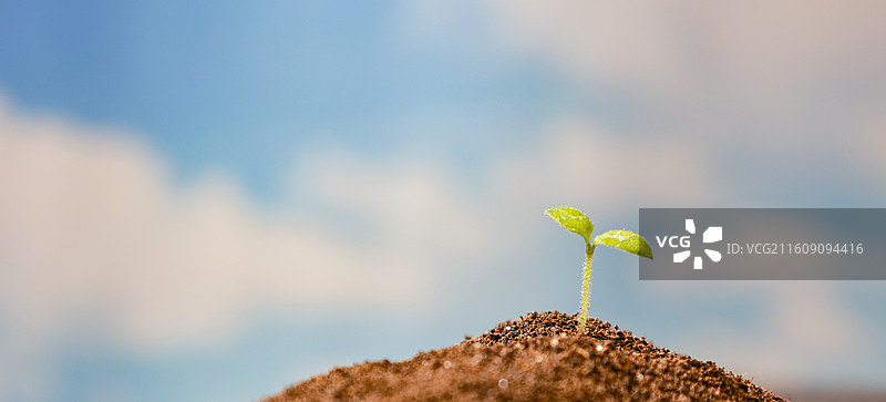春天从土壤中长出的种子绿芽嫩芽破土生长图片素材