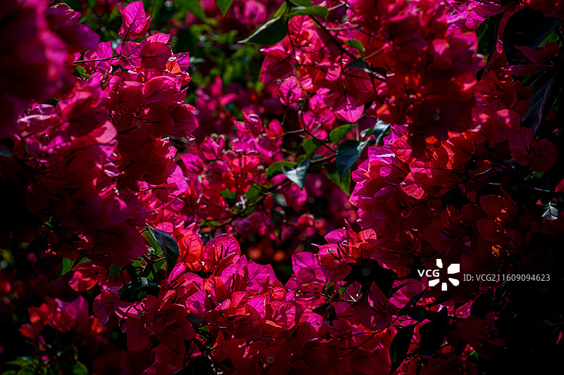 红色橙色混杂的三角梅图片素材