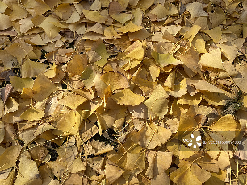 最美银杏季图片素材