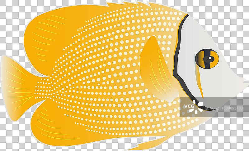 黄色的蝴蝶鱼，孤立在白色背景上图片素材