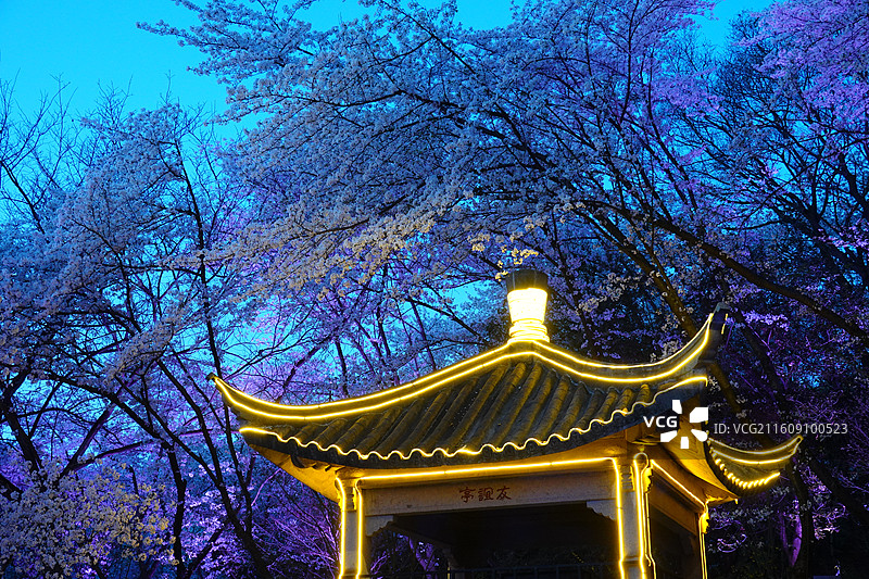 江苏省无锡市太湖鼋头渚樱花季：友谊亭夜樱图片素材