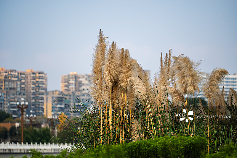 夕阳下湖边蒲苇图片素材