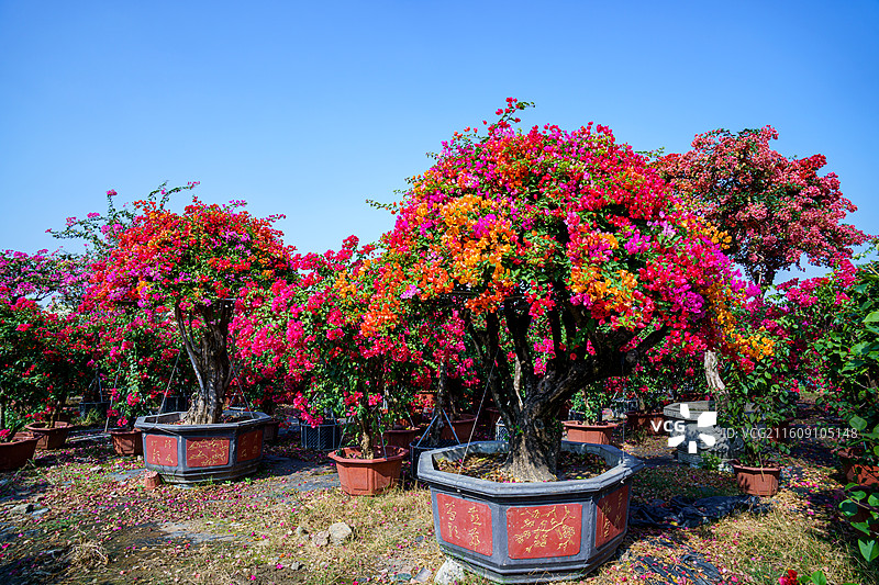 色彩缤纷的三角梅图片图片素材