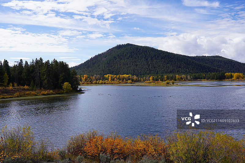 美国黄石公园的秋日美景 加拿大鹅成群结队飞过彩叶林和湖泊 雪山在远方 涌出滚烫泉水的五彩池和日光狂热图片素材