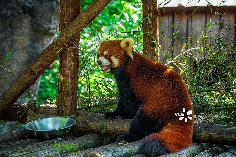 柳州动物园：一只小熊猫在竹林栖息地中发呆的特写镜头图片素材
