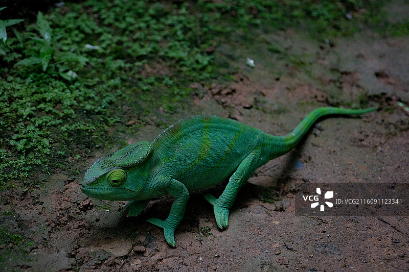 马达加斯加变色龙系列 01图片素材
