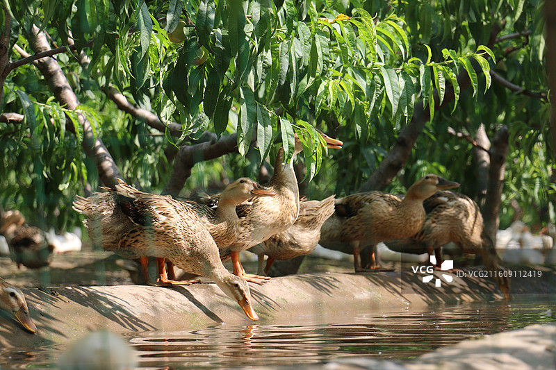 池塘边饮水的鸭子群图片素材