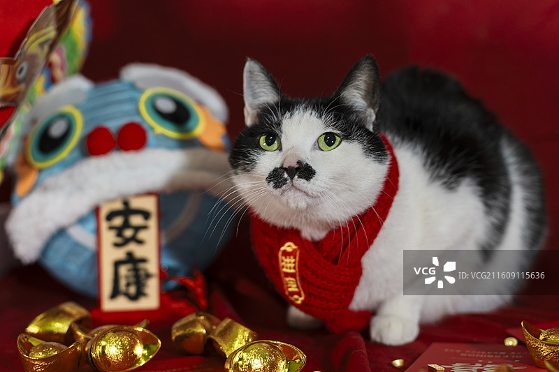 新年猫咪3图片素材