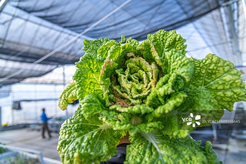 科技温室大棚  育苗工厂  乌鲁木齐图片素材