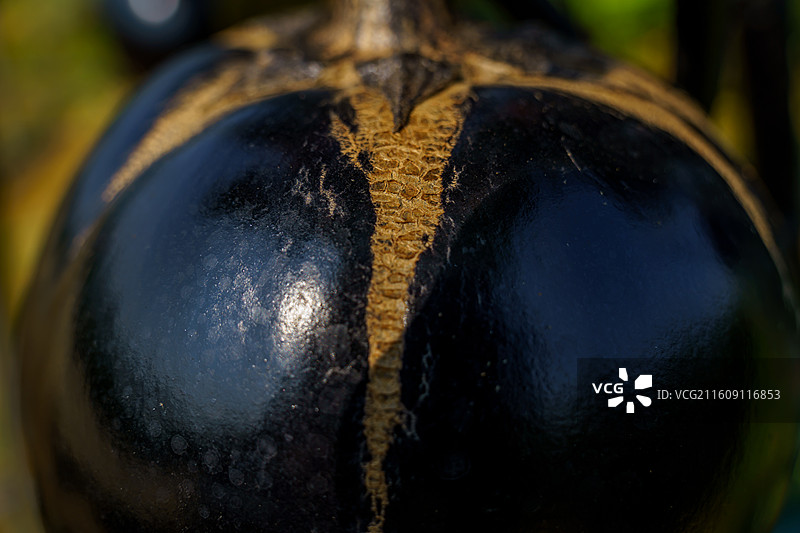 佛山农科所种植的茄瓜图片素材