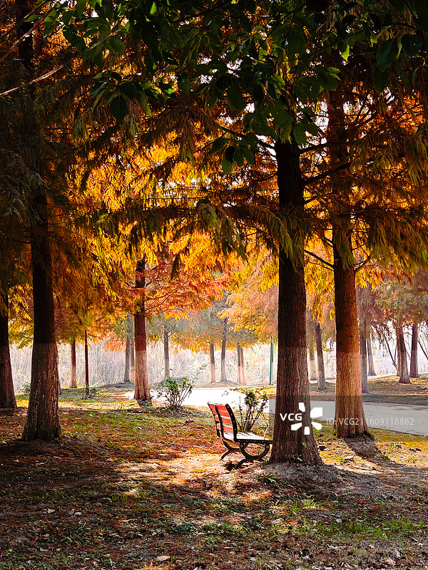 秋天池州平天湖公园黄色水杉树下无人长椅图片素材