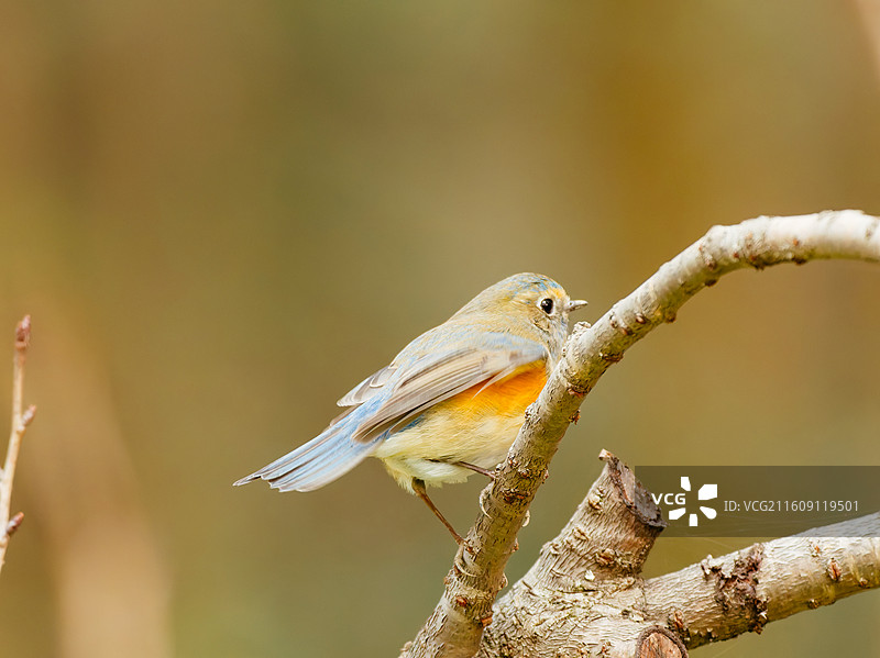 红胁蓝尾鸲（杭州植物园）图片素材
