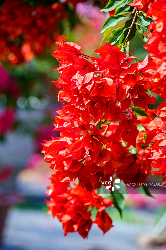 红色橙色混杂的三角梅图片素材