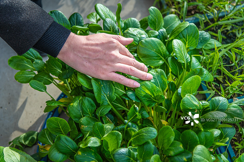 科技温室大棚  育苗工厂  乌鲁木齐图片素材