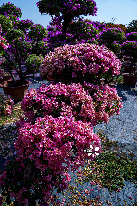 色彩缤纷的三角梅图片图片素材
