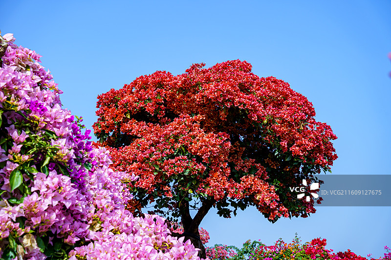 红色橙色混杂的三角梅图片素材