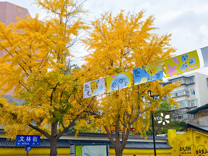 昆明文林街银杏黄了图片素材