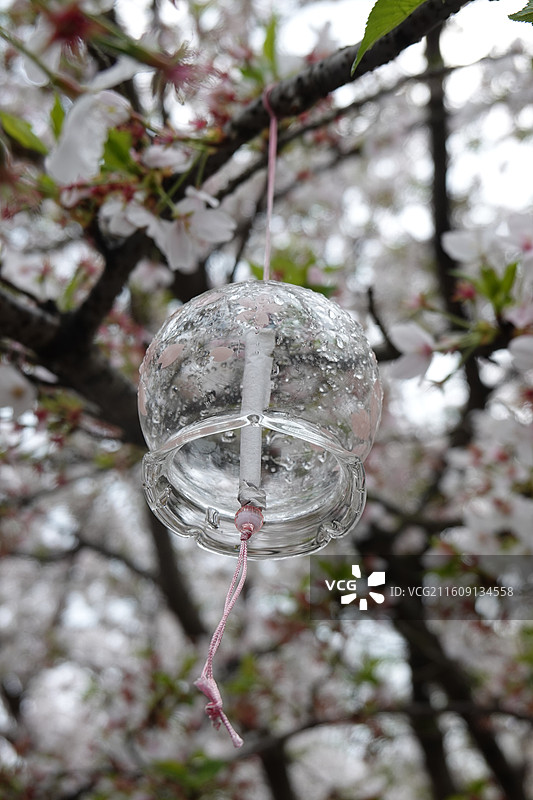 江苏省无锡市太湖鼋头渚樱花季：长春桥畔染井吉野樱花盛开长春花漪图片素材