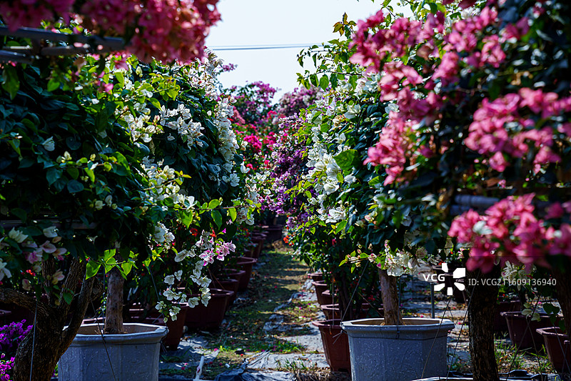 色彩缤纷的三角梅图片图片素材