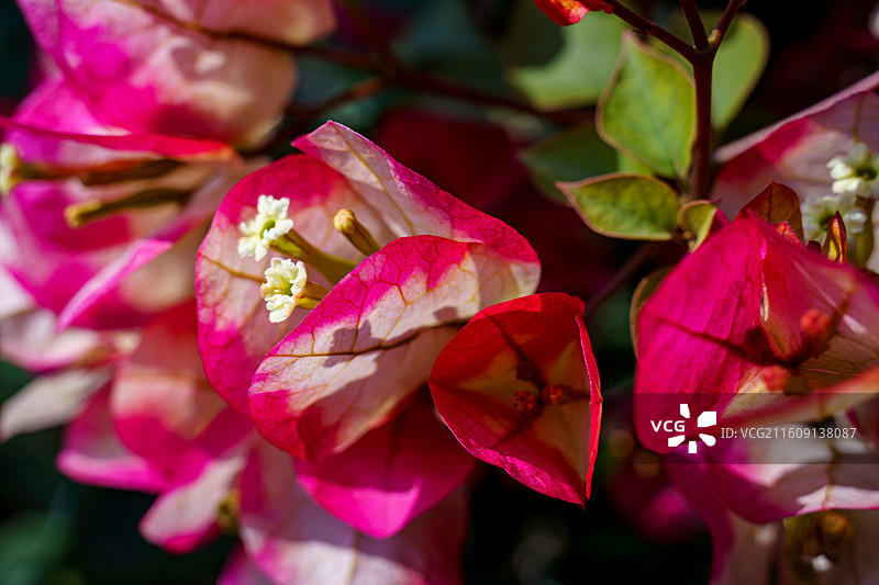 红色橙色混杂的三角梅图片素材