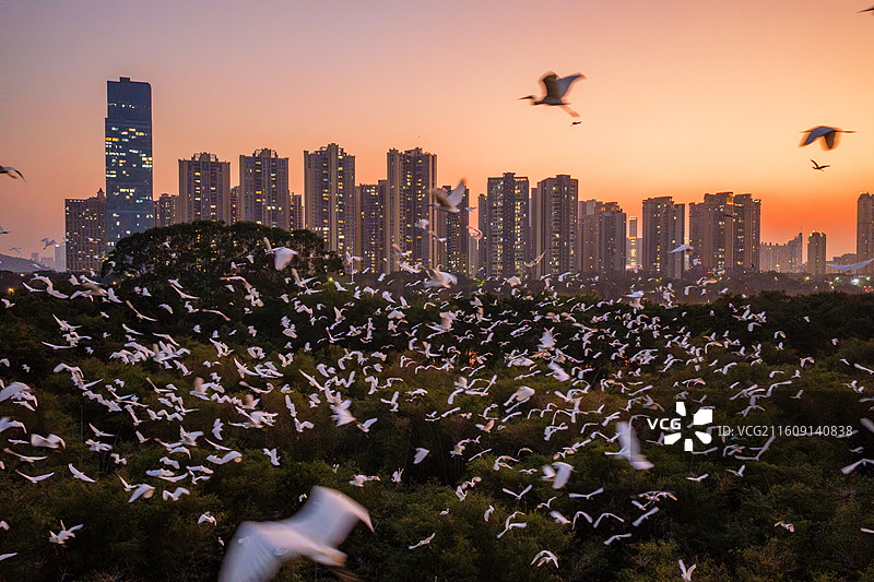 佛山市顺德区大良云鹭片区、云鹭湿地公园、鹭鸟天堂、顺德鹭鸟园、大良东区新城、大良东区，万鸟归巢图片素材