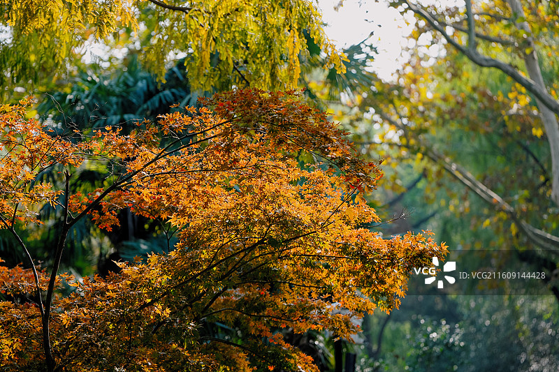 上海动物园 景色 秋天树木 大象 长颈鹿 可爱 美景 高质量画图片素材