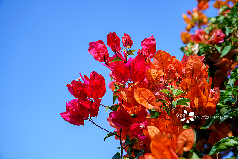 红色橙色混杂的三角梅图片素材