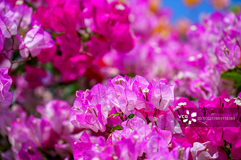 佛山里水种植的粉白三角梅图片素材