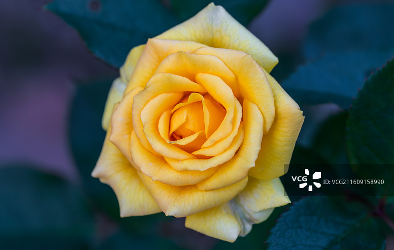 橙黄色重瓣月季花花头特写图片素材