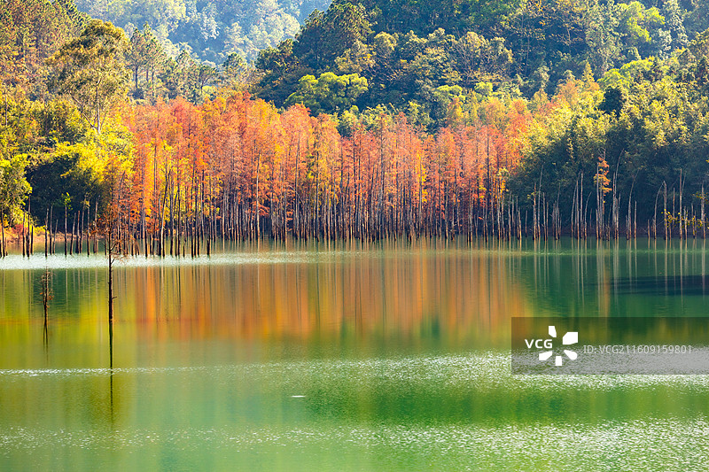 镜面梦幻般的水杉林倒影图片素材